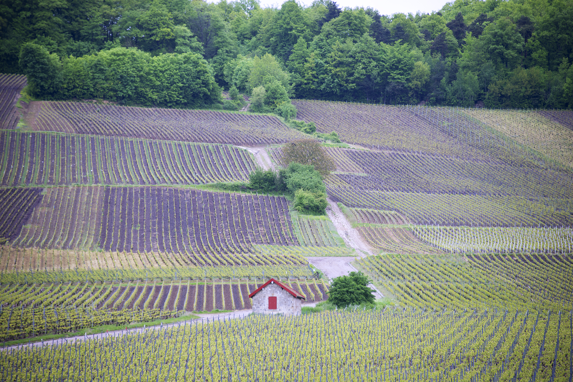 Vignes au cœur du vignoble, œnotourisme d’affaires